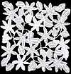 Pair of Doilies in Crystal Silver design