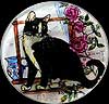 Black and White Cat