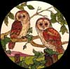 Barn Owls