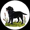 Black Labrador