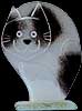 Casey Cat