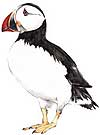 Puffin