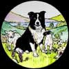 Collie Dog and Lambs