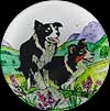 Collie Dogs