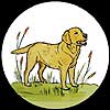 Golden Labrador