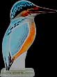 Kingfisher