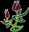 Mackintosh Tulip