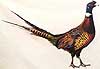 Pheasant