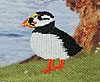 Shetland Puffin