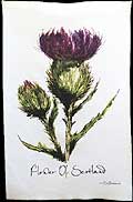 Tea Towel in Flower of Scotland Design